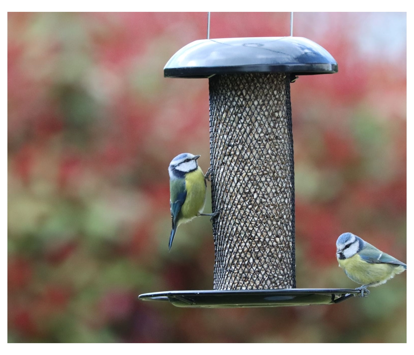 Henry Bell - Heavy Duty Seed Feeder - Buy Online SPR Centre UK