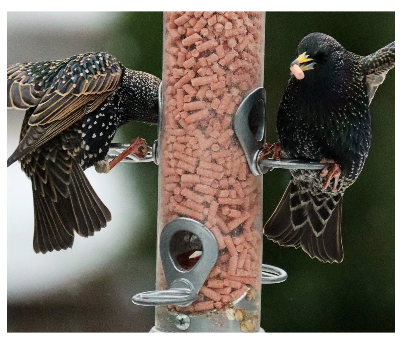 Henry Bell - Suet Berry Bites - Buy Online SPR Centre UK