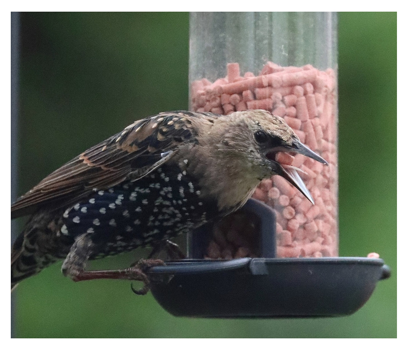Henry Bell - Suet Berry Bites - Buy Online SPR Centre UK