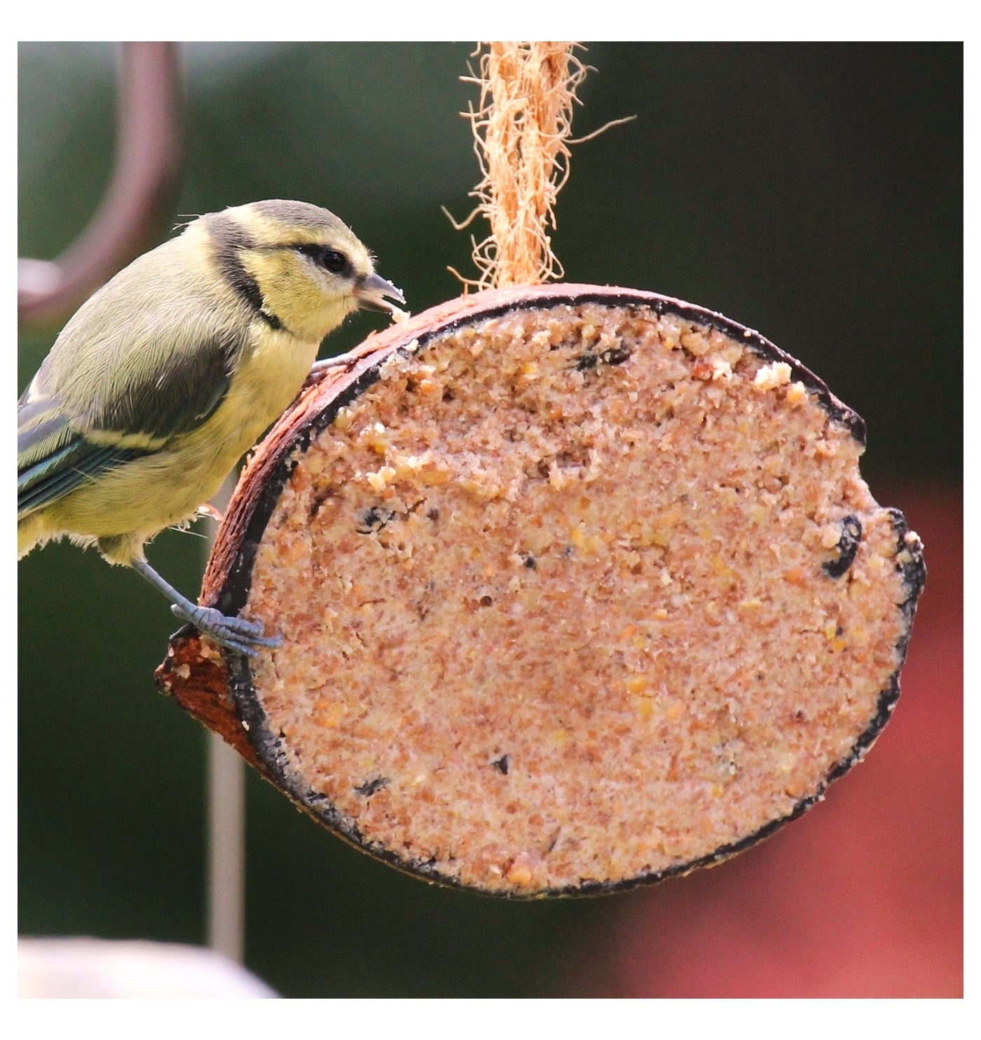 Henry Bell - Suet Berry Coconut Half | Wild Bird Food - Buy Online SPR Centre UK