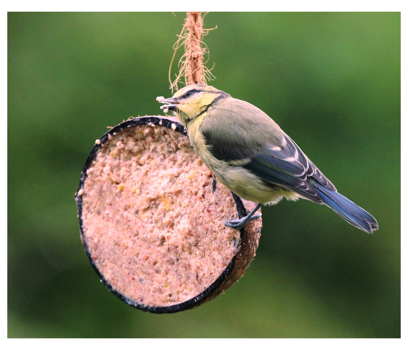 Henry Bell - Suet Berry Coconut Half | Wild Bird Food - Buy Online SPR Centre UK