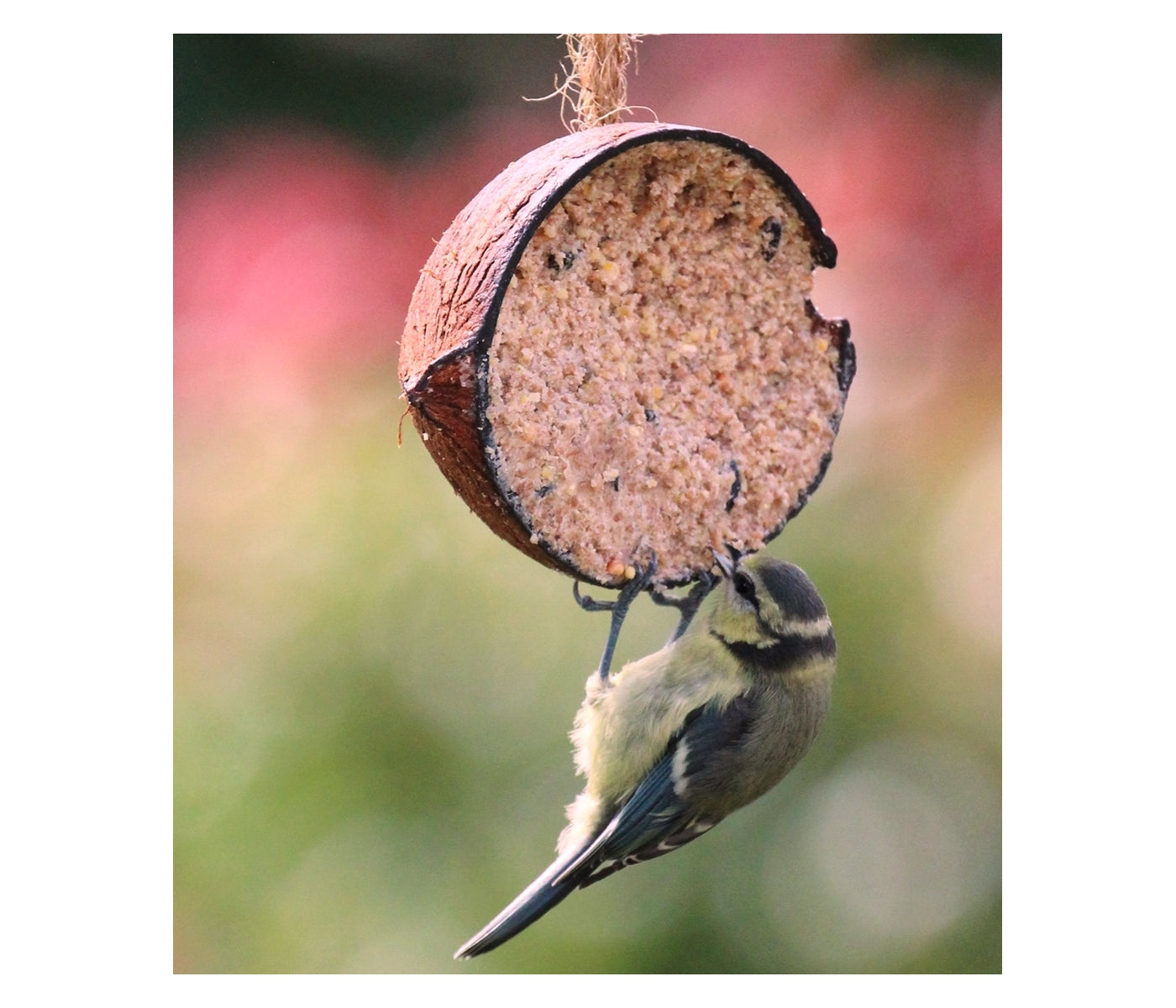 Henry Bell - Suet Berry Coconut Half | Wild Bird Food - Buy Online SPR Centre UK