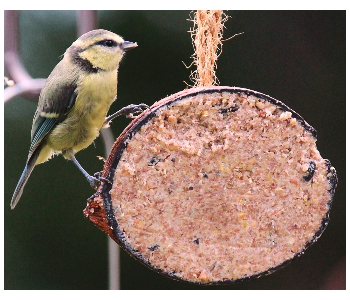 Henry Bell - Suet Berry Coconut Half | Wild Bird Food - Buy Online SPR Centre UK