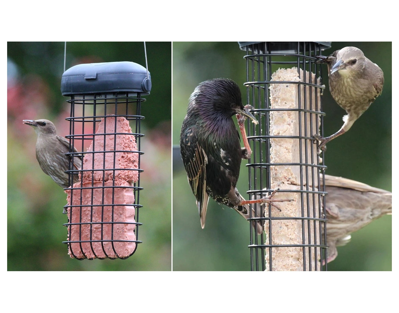 Henry Bell - Suet Cake Variety Pack 10 x 300g | Wild Bird Care - Buy Online SPR Centre UK