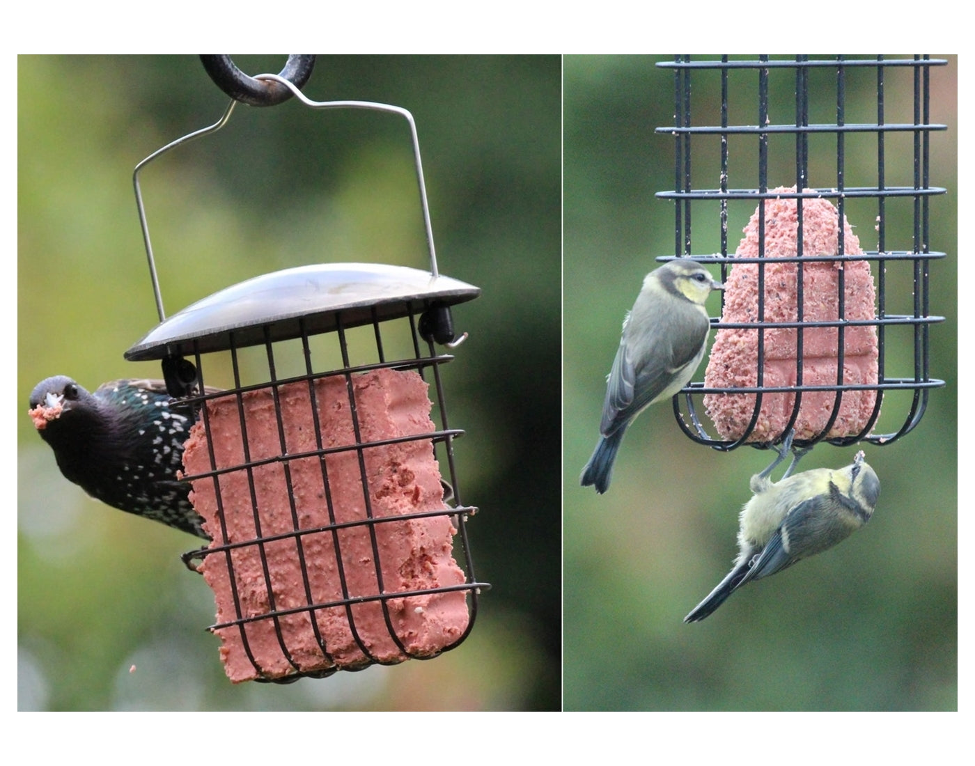 Henry Bell - Suet Cake Variety Pack 10 x 300g | Wild Bird Care - Buy Online SPR Centre UK