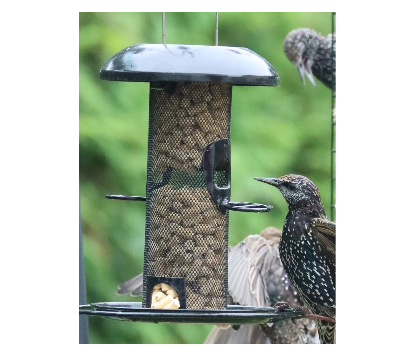 Henry Bell - Suet Mealworm Bites - Buy Online SPR Centre UK