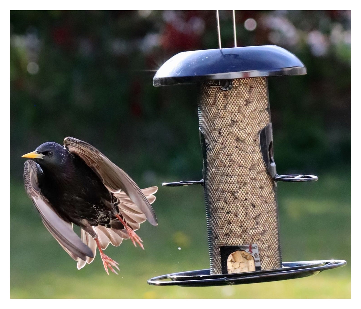 Henry Bell - Suet Mealworm Bites - Buy Online SPR Centre UK