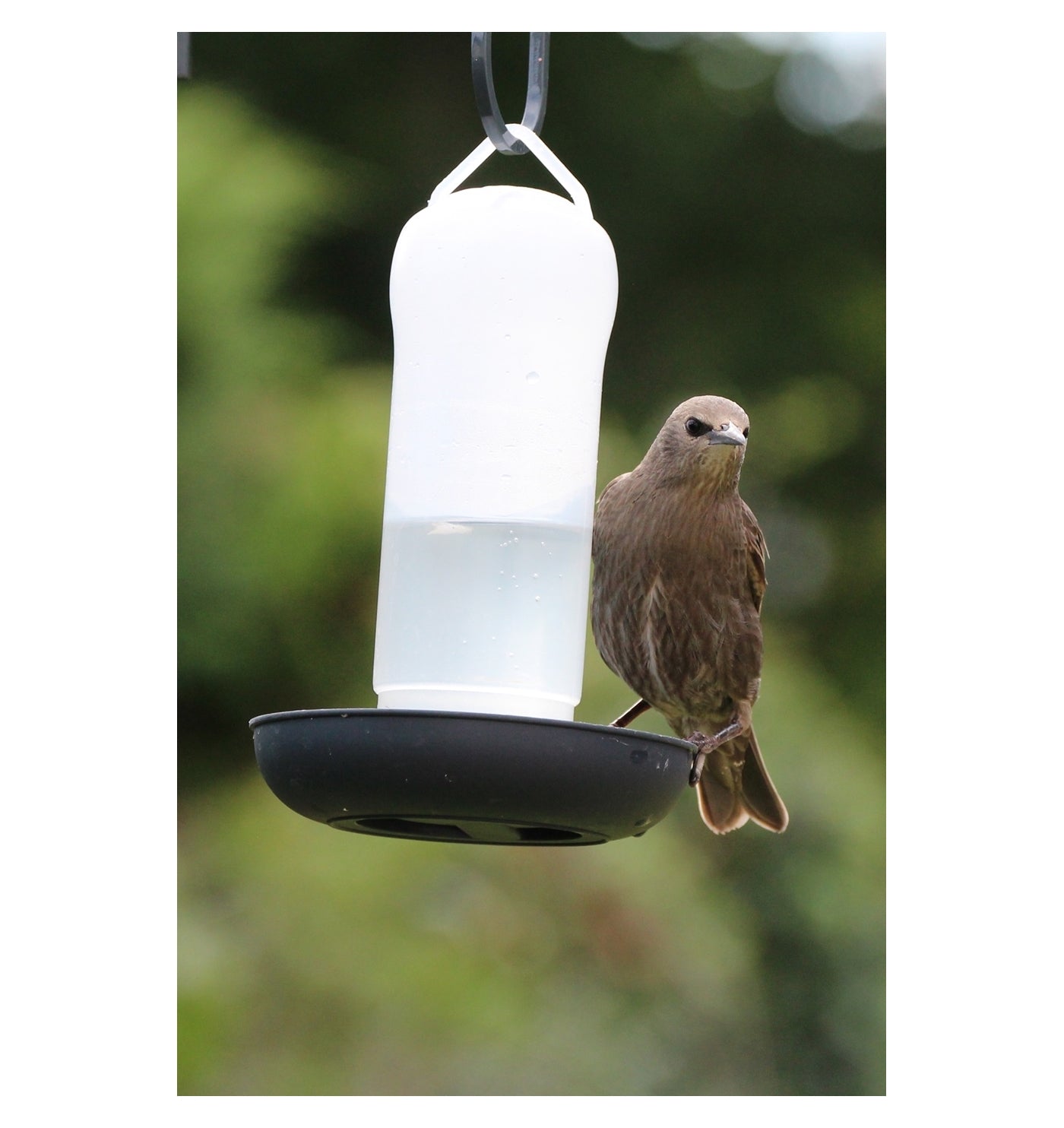 Henry Bell - Wild Bird Water Drinker - Buy Online SPR Centre UK