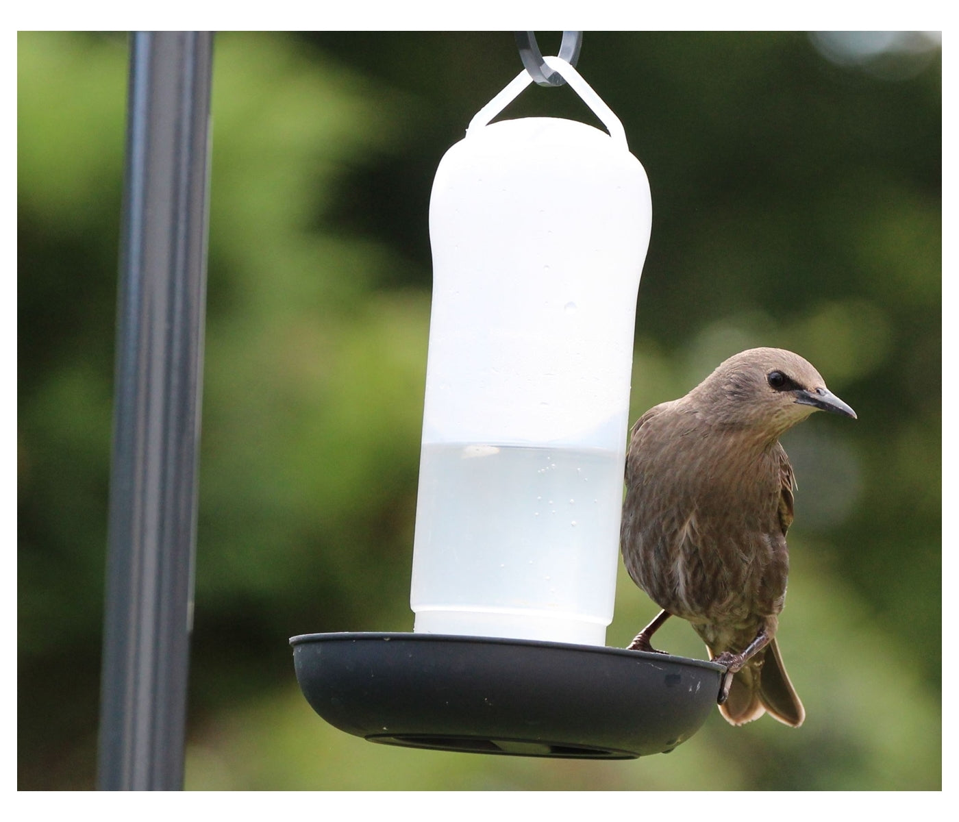 Henry Bell - Wild Bird Water Drinker - Buy Online SPR Centre UK