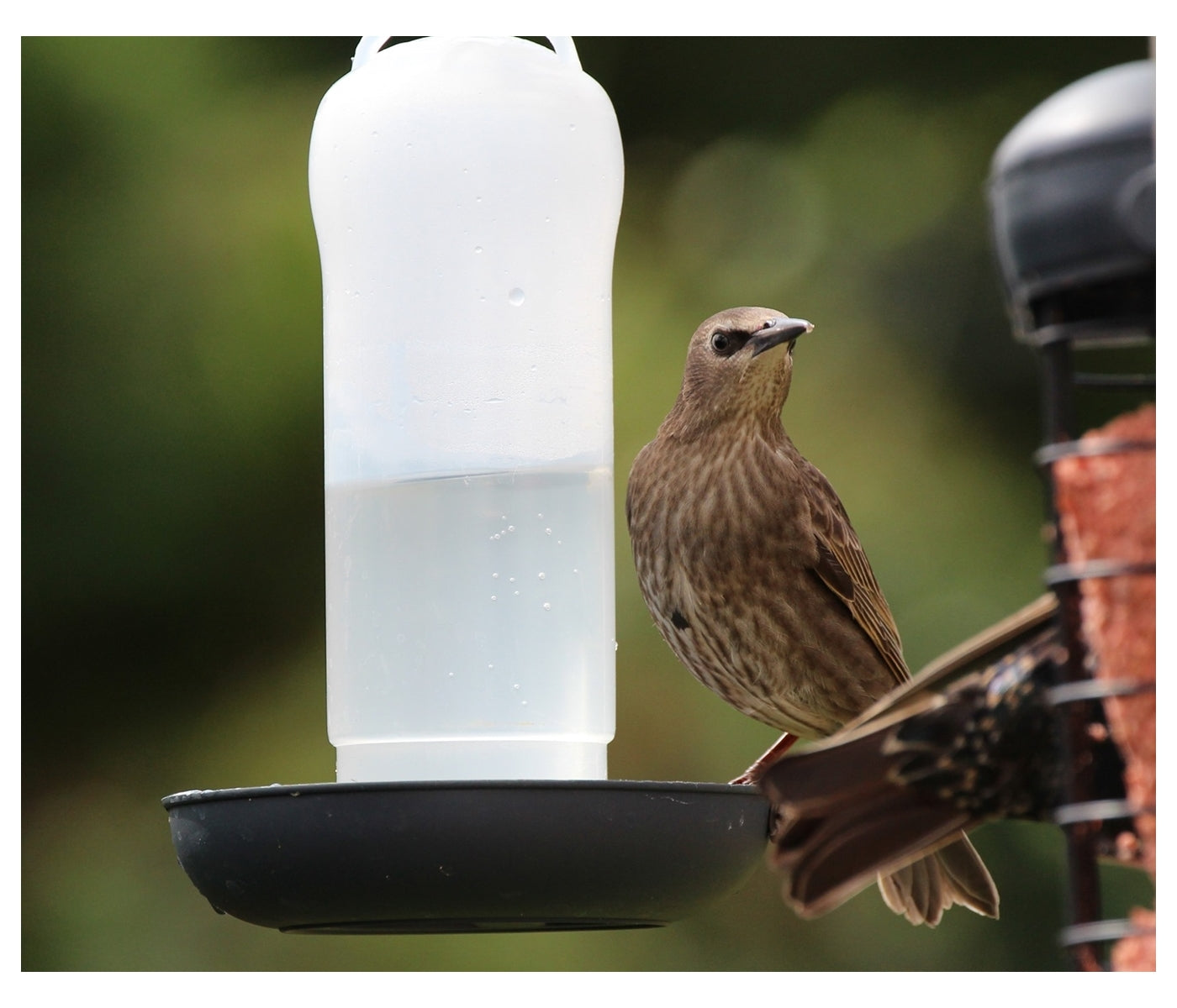 Henry Bell - Wild Bird Water Drinker - Buy Online SPR Centre UK