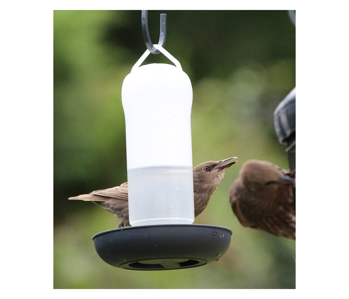 Henry Bell - Wild Bird Water Drinker - Buy Online SPR Centre UK
