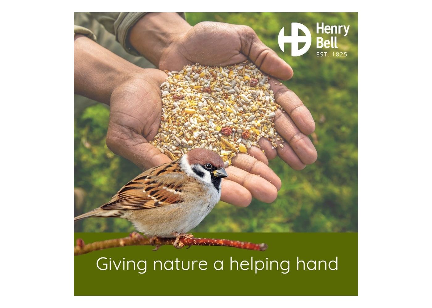 Henry Bell - Insect Oil Balls (Pack of 8)