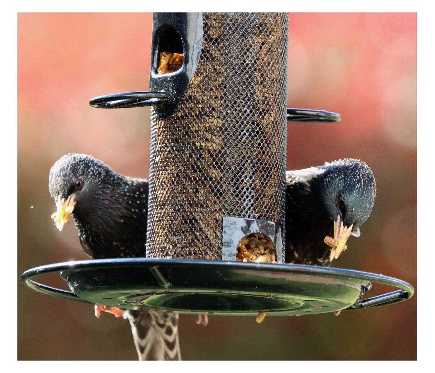 Henry Bell Calciworms 500g | Wild Bird Care - Buy Online SPR Centre UK