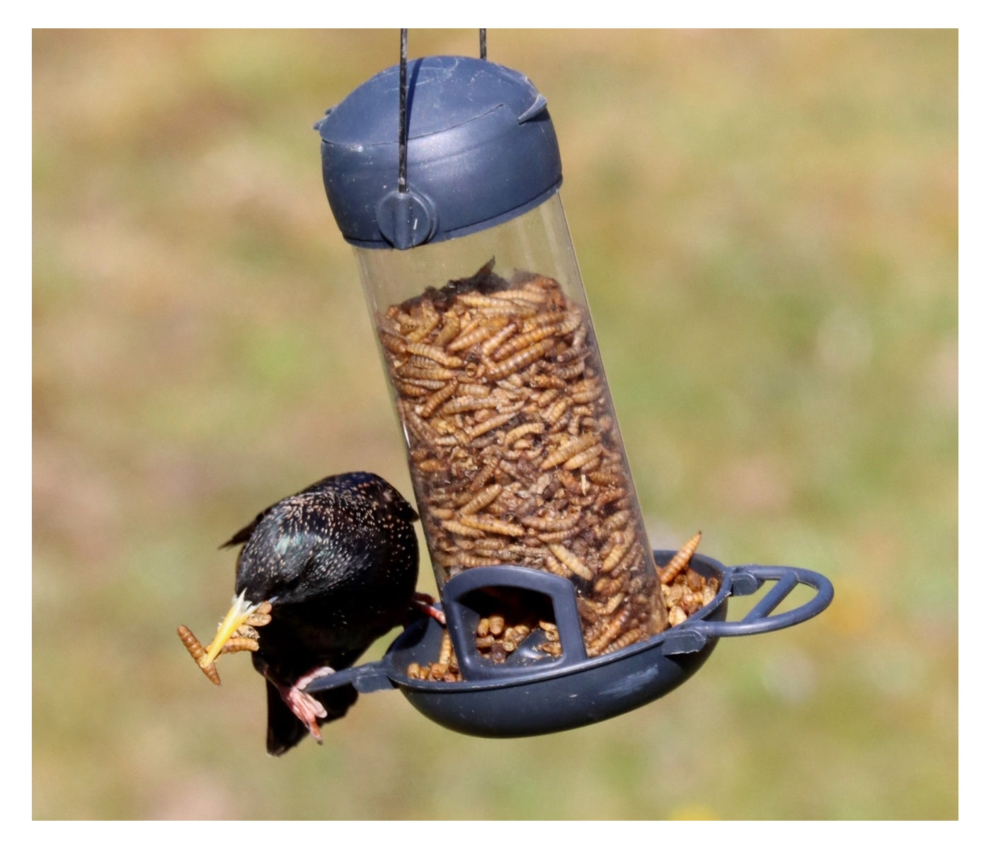 Henry Bell Calciworms 500g | Wild Bird Care - Buy Online SPR Centre UK