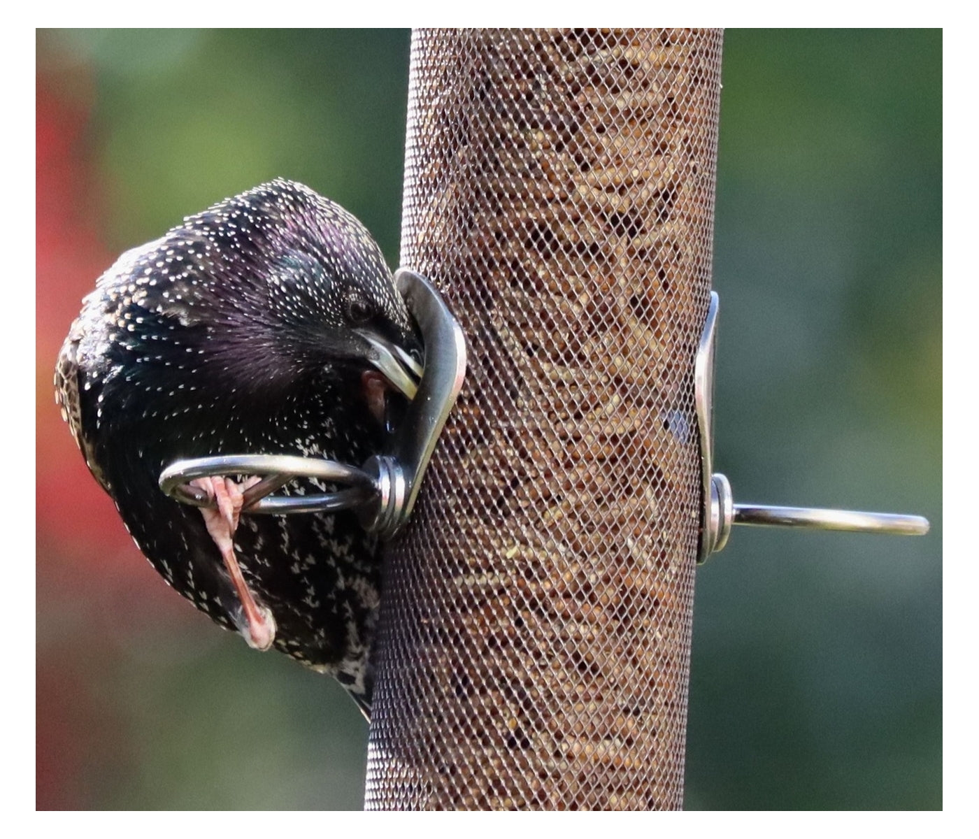 Henry Bell Calciworms 500g | Wild Bird Care - Buy Online SPR Centre UK