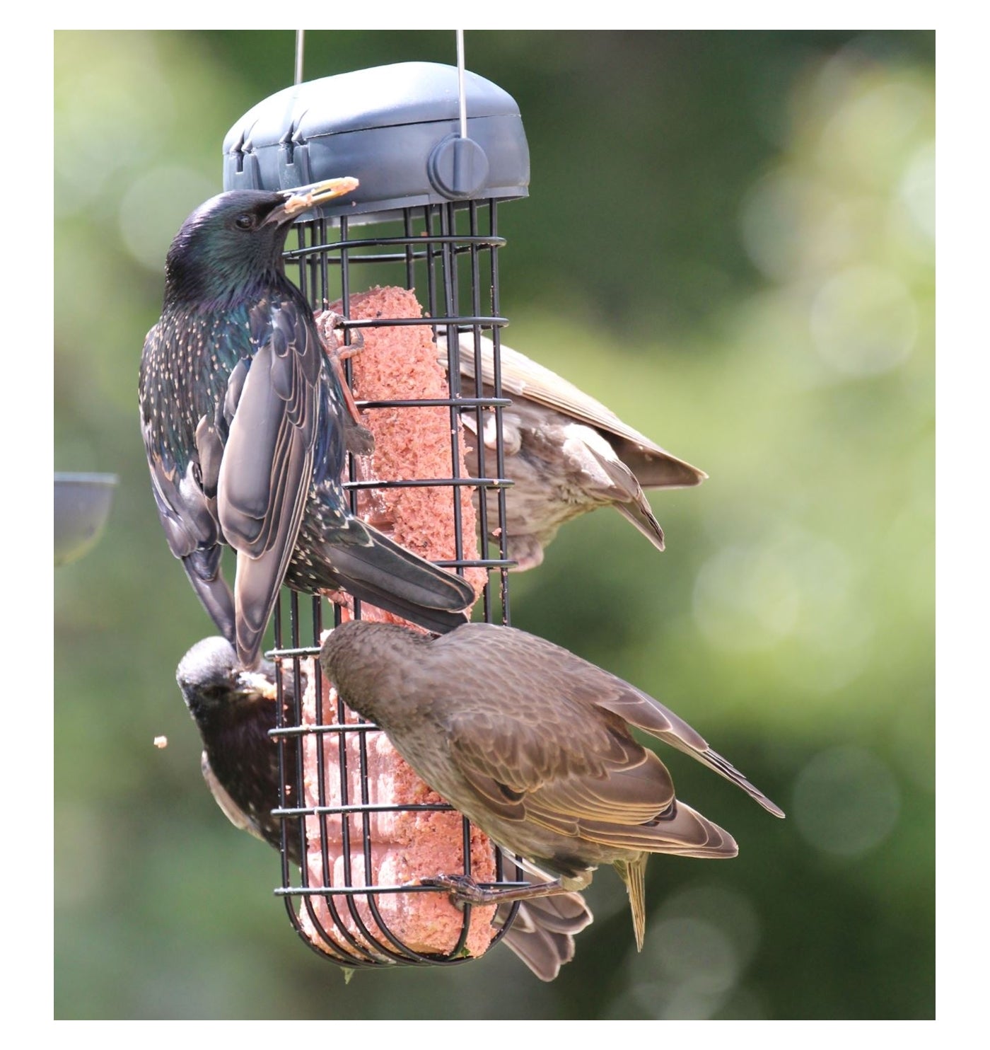 Henry Bell - Double Suet Cake Feeder - Buy Online SPR Centre UK