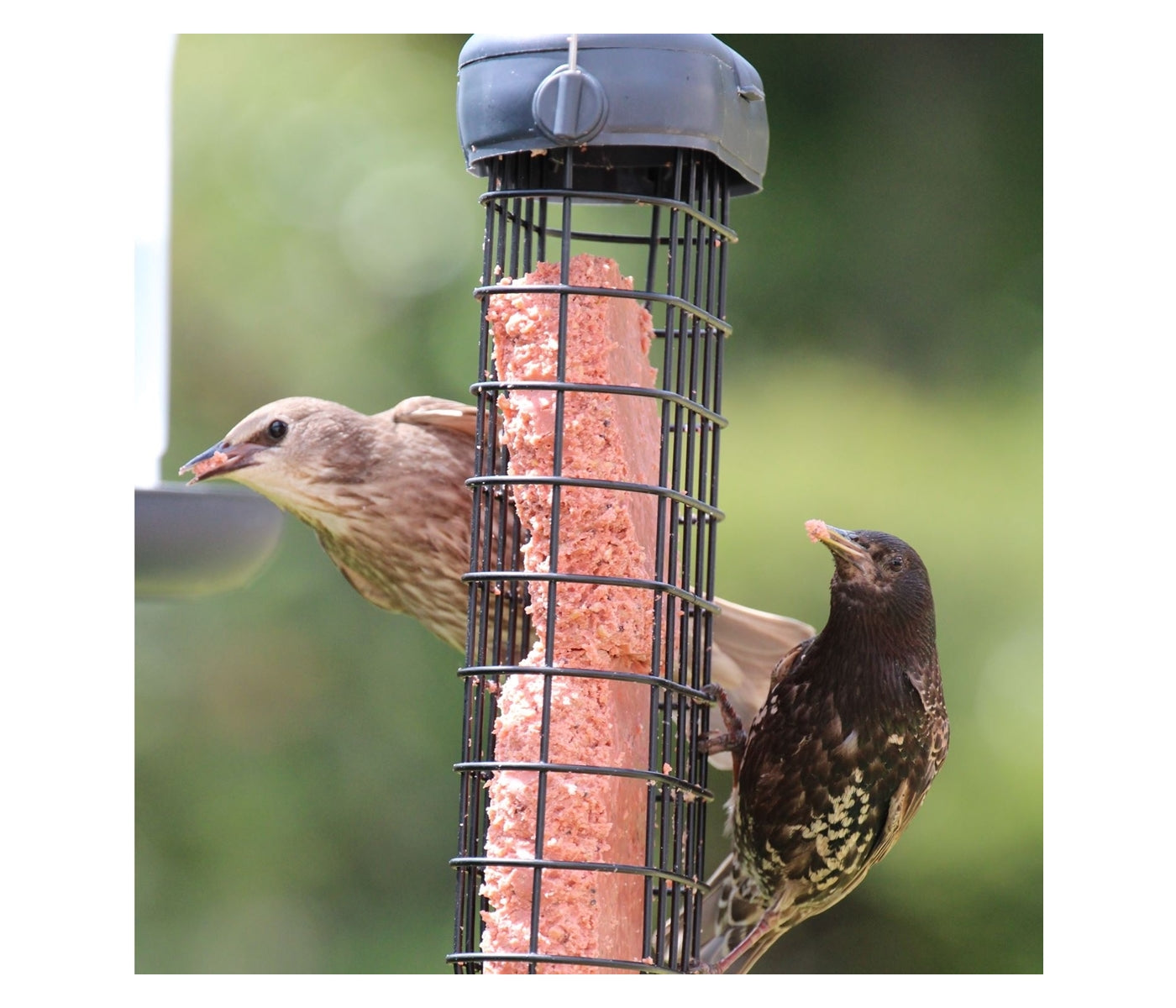 Henry Bell - Double Suet Cake Feeder - Buy Online SPR Centre UK