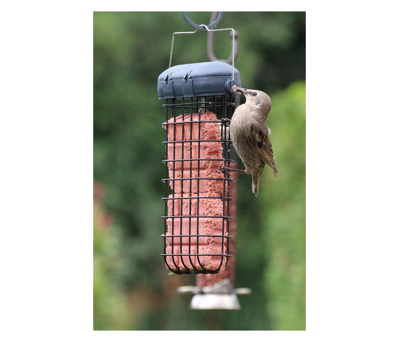 Henry Bell - Double Suet Cake Feeder - Buy Online SPR Centre UK