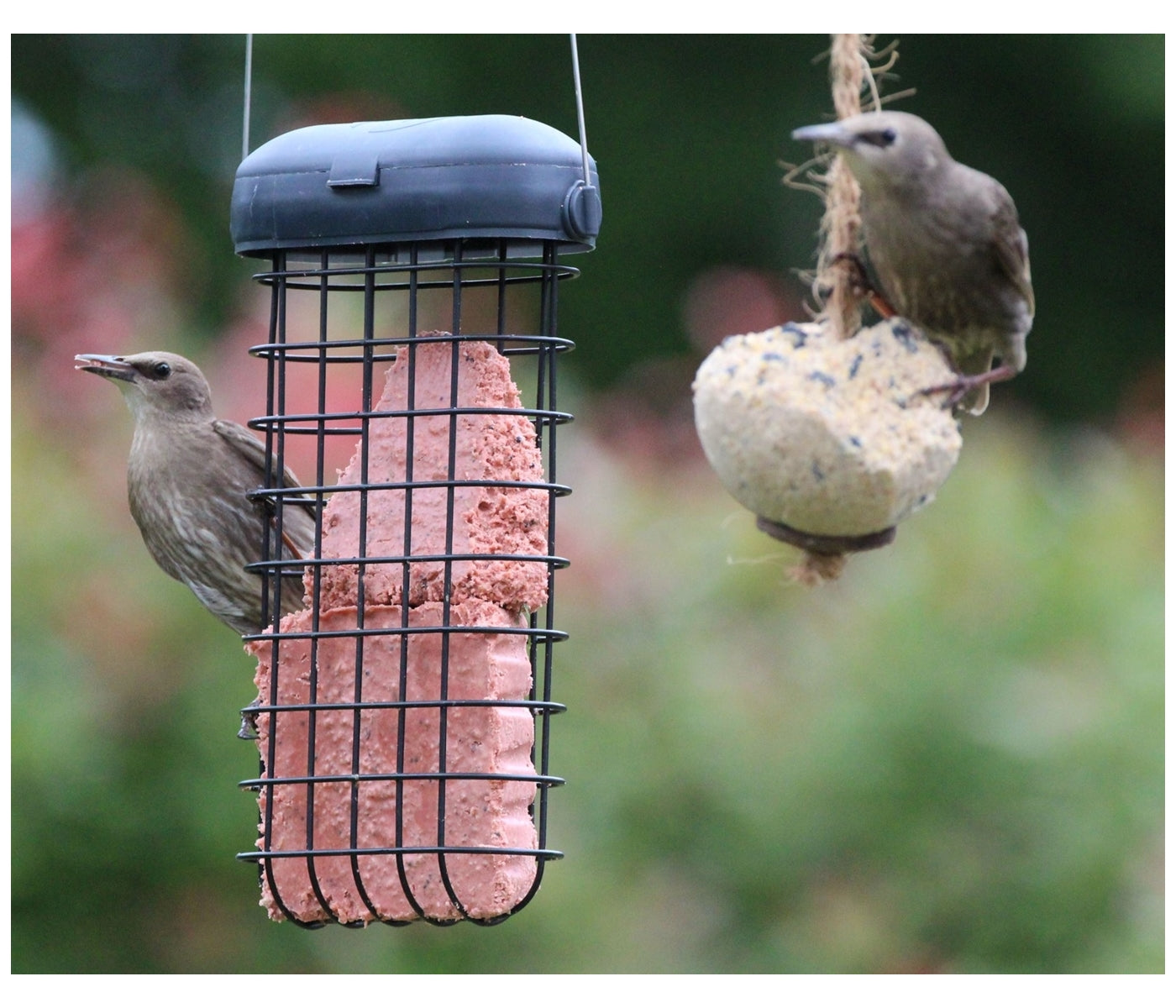 Henry Bell - Double Suet Cake Feeder - Buy Online SPR Centre UK