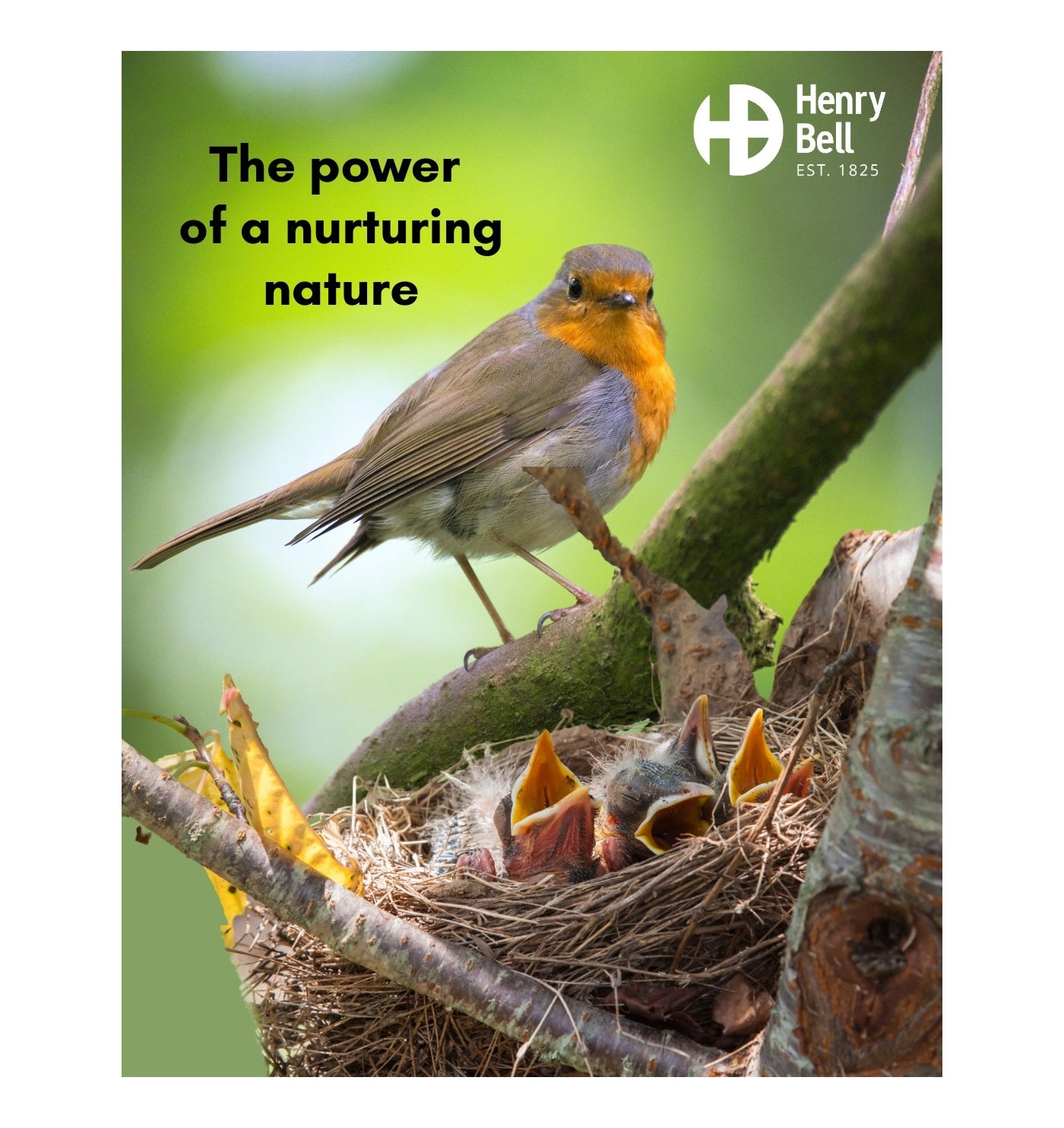 Henry Bell - Essentials Squirrel Baffle - Buy Online SPR Centre UK