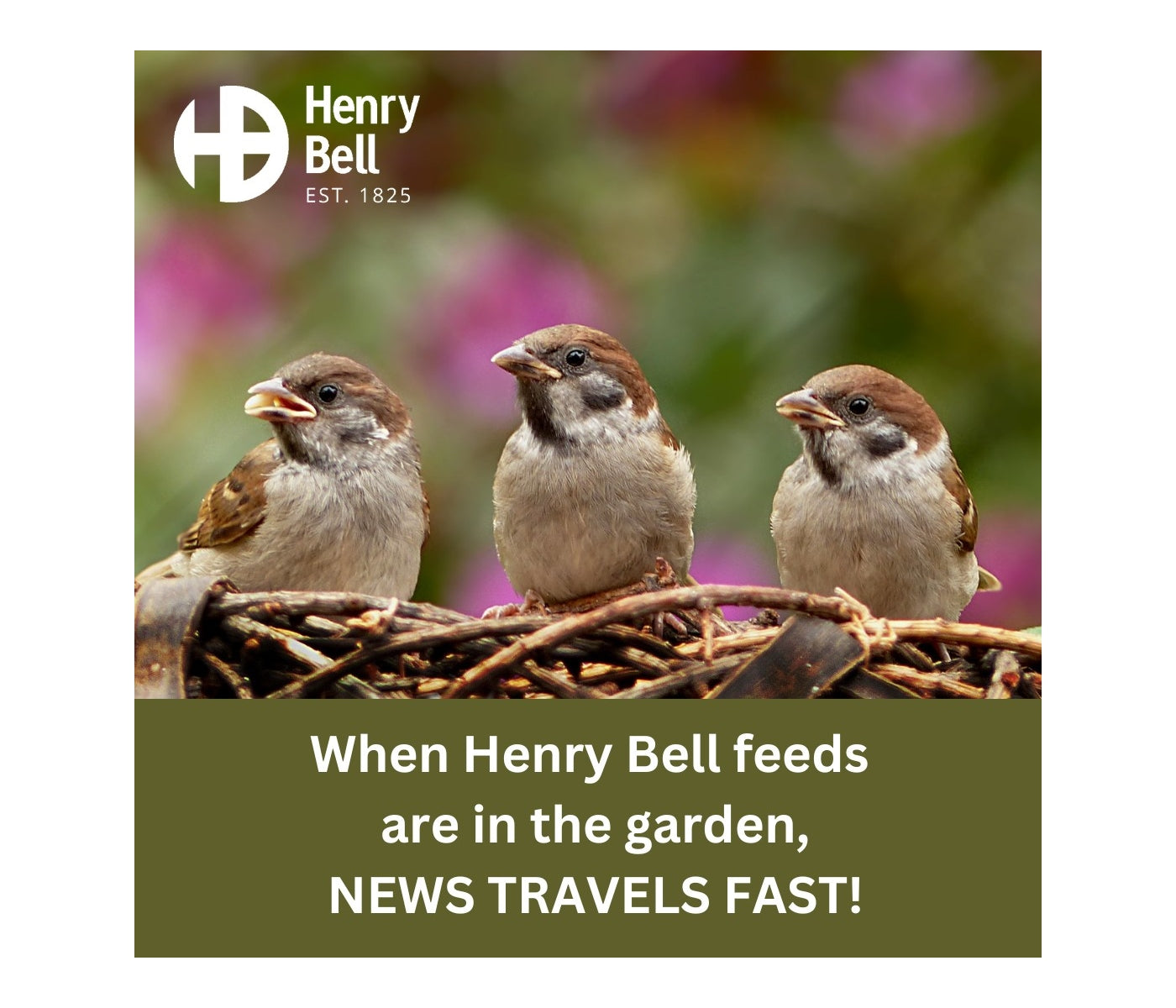 Henry Bell - Essentials Squirrel Baffle - Buy Online SPR Centre UK