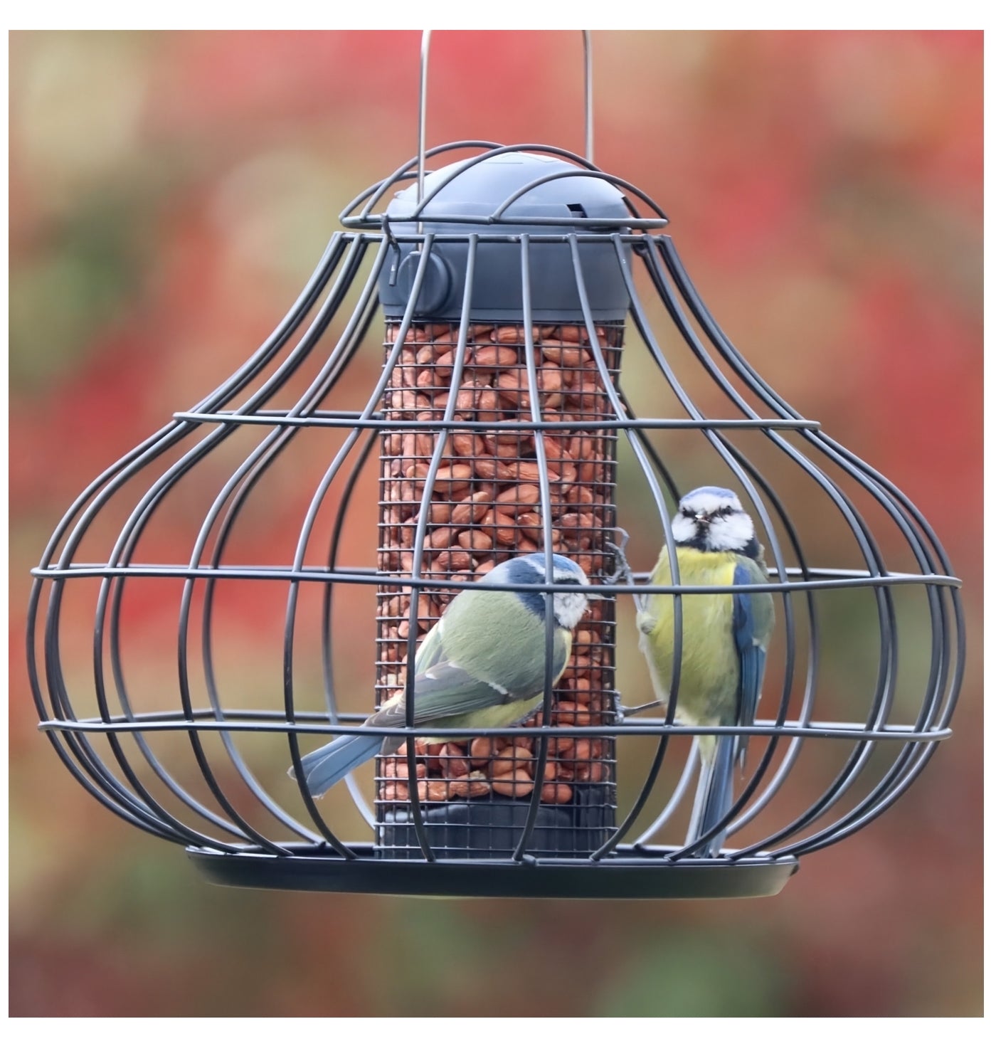 Henry Bell - Essential Squirrel Resistant Peanut Feeder *Special Offer* - Buy Online SPR Centre UK