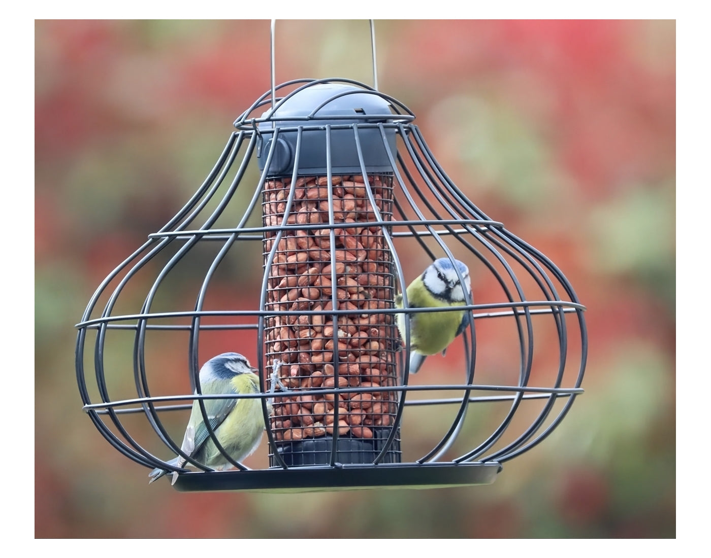 Henry Bell - Essential Squirrel Resistant Peanut Feeder *Special Offer* - Buy Online SPR Centre UK
