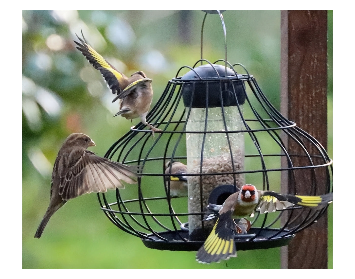 Henry Bell - Essential Squirrel Resistant Seed Feeder *Special Offer* - Buy Online SPR Centre UK