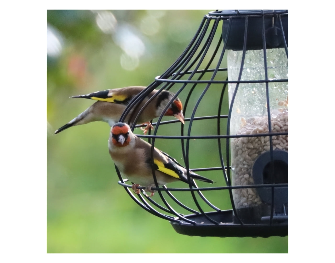 Henry Bell - Essential Squirrel Resistant Seed Feeder *Special Offer* - Buy Online SPR Centre UK