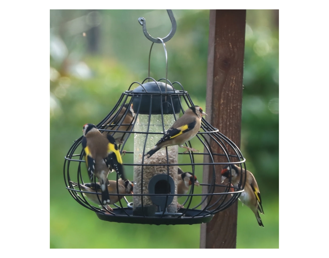 Henry Bell - Essential Squirrel Resistant Seed Feeder *Special Offer* - Buy Online SPR Centre UK