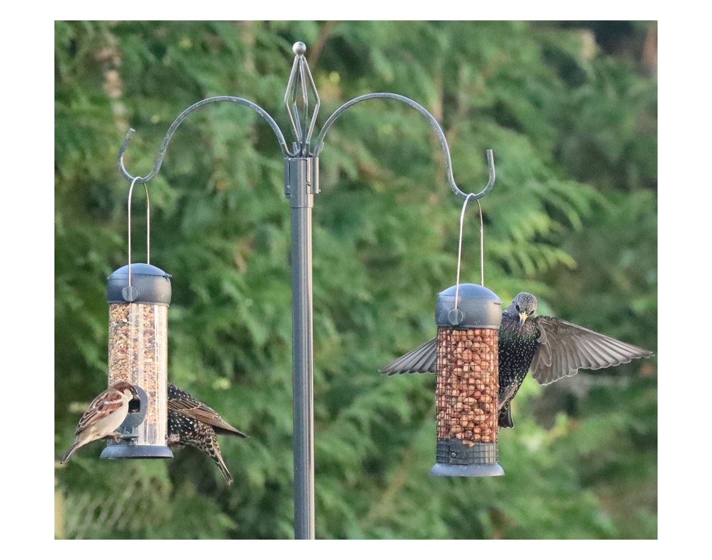 Henry Bell - Two Arm Bird Feeding Station - Buy Online SPR Centre UK