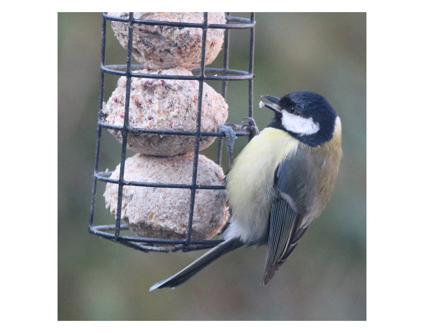 Henry Bell - Fat Balls (25 Pack) - Buy Online SPR Centre UK