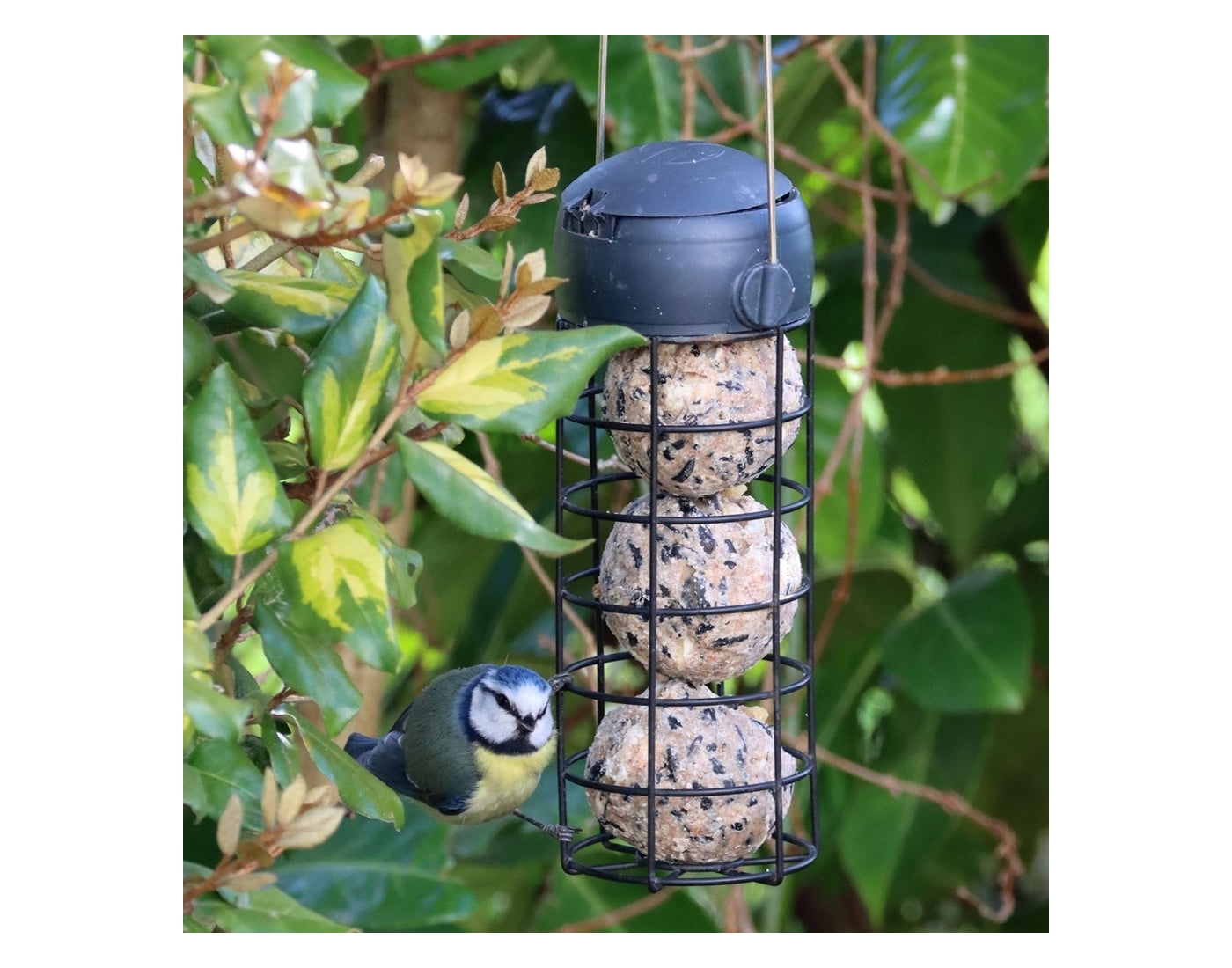 Henry Bell - Fat Balls (25 Pack) - Buy Online SPR Centre UK