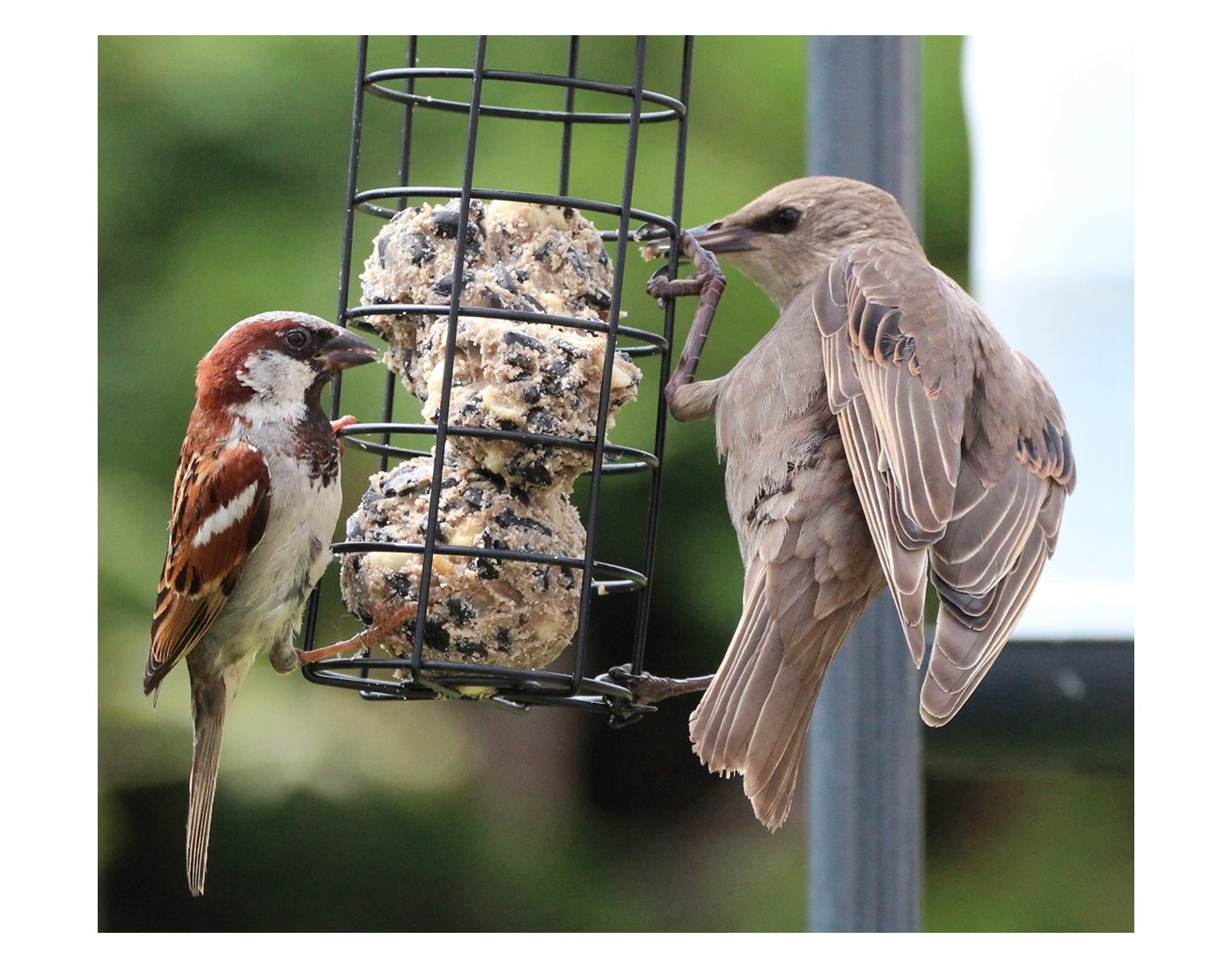 Henry Bell - Fat Balls (25 Pack) - Buy Online SPR Centre UK