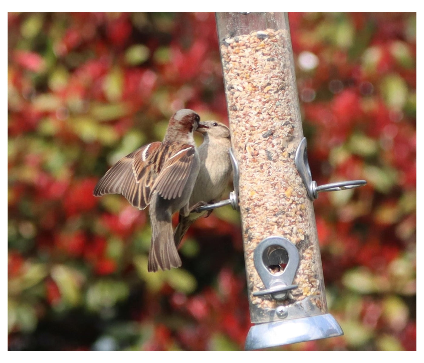 Henry Bell - Grand Sterling Seed Feeder - Buy Online SPR Centre UK