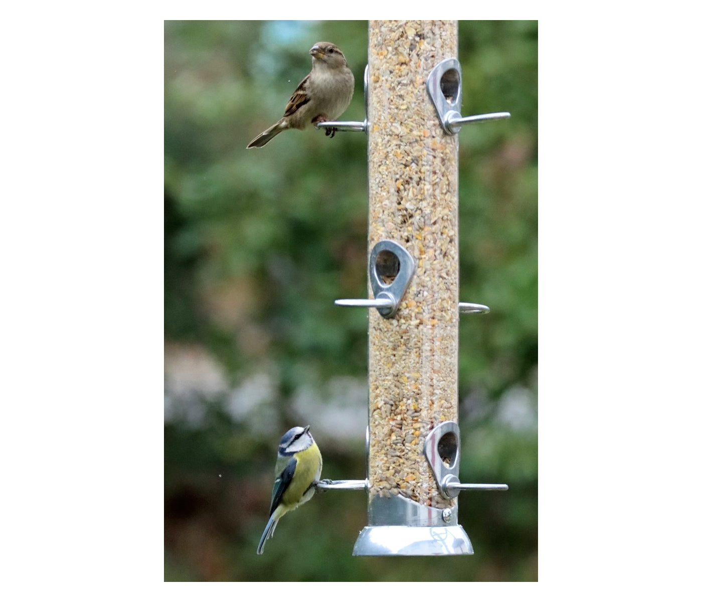 Henry Bell - Grand Sterling Seed Feeder - Buy Online SPR Centre UK