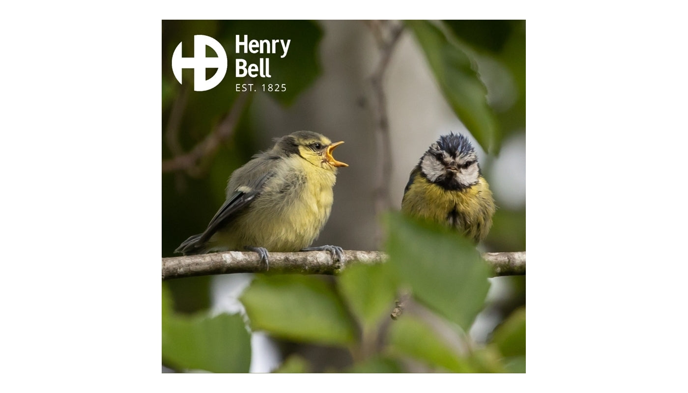 Henry Bell - Feeding Station Patio Stand - Buy Online SPR Centre UK