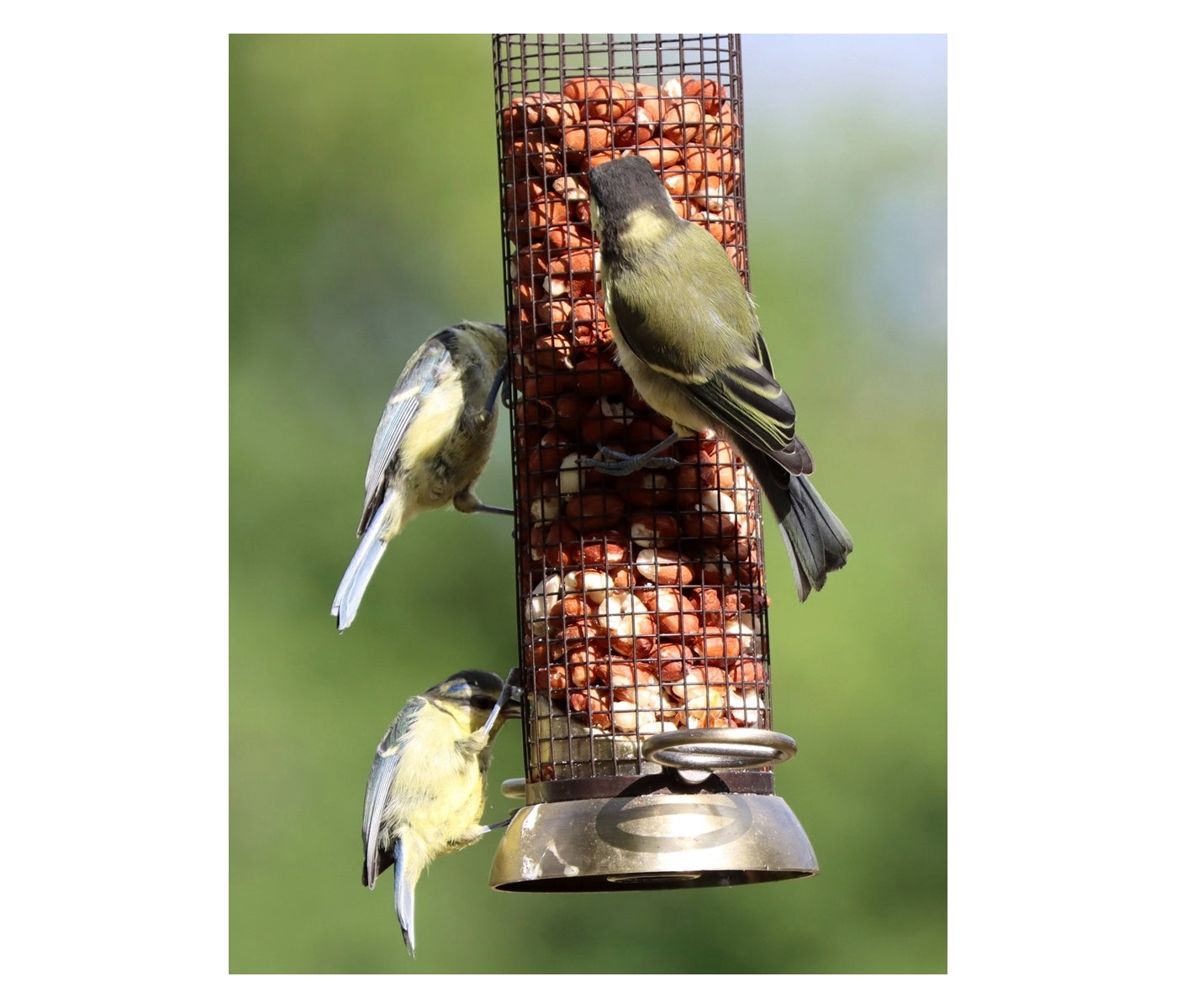 Henry Bell - Heritage Peanut Feeder - Buy Online SPR Centre UK