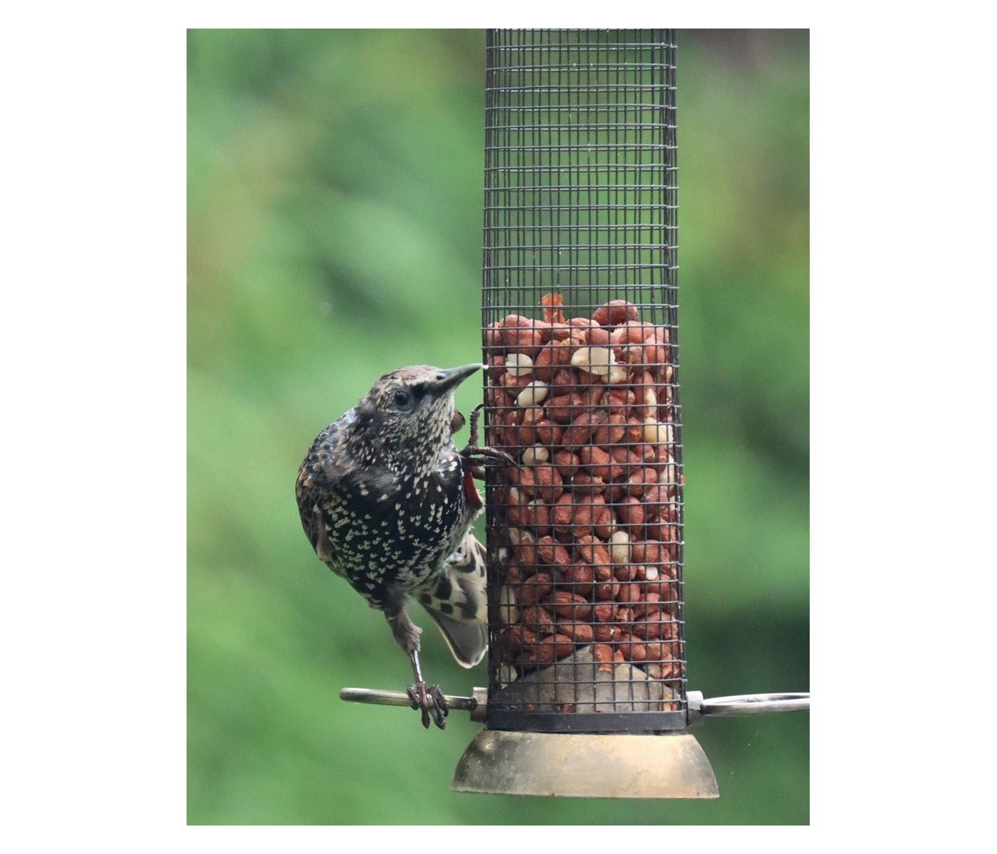 Henry Bell - Heritage Peanut Feeder - Buy Online SPR Centre UK