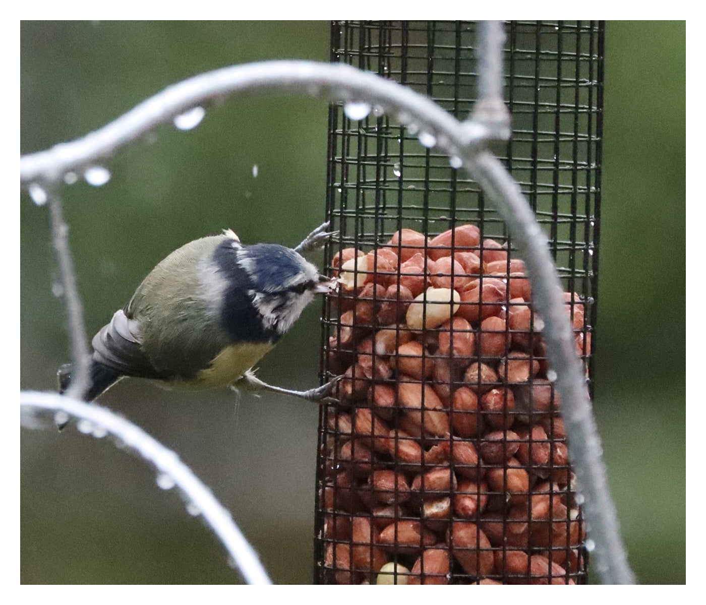 Henry Bell - Heritage Peanut Feeder - Buy Online SPR Centre UK