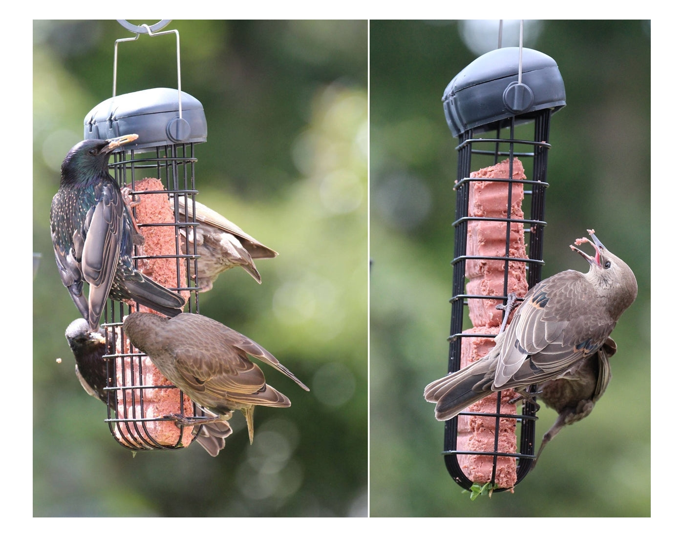 Henry Bell - Suet Cake Variety Pack 10 x 300g | Wild Bird Care - Buy Online SPR Centre UK