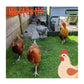 Hentastic - Hanging Forage Feast (Herby) - Buy Online SPR Centre UK
