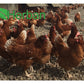 Herban Liquid for Poultry, Game Birds, Livestock & Fish - Buy Online SPR Centre UK