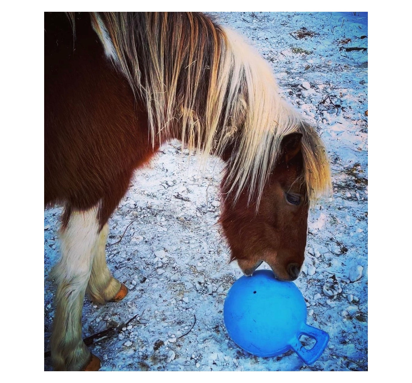 Horsemen's Pride Jolly Ball (Blueberry) | Horse Toy - Buy Online SPR Centre UK