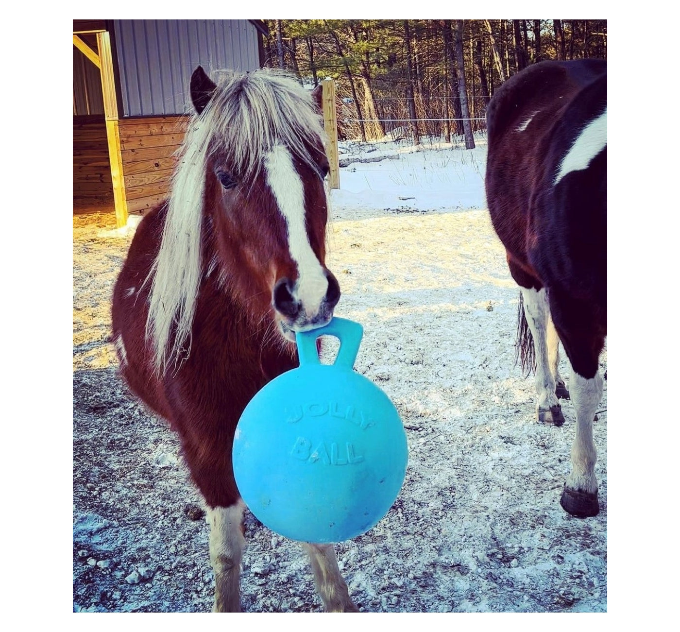 Horsemen's Pride Jolly Ball (Blueberry) | Horse Toy - Buy Online SPR Centre UK
