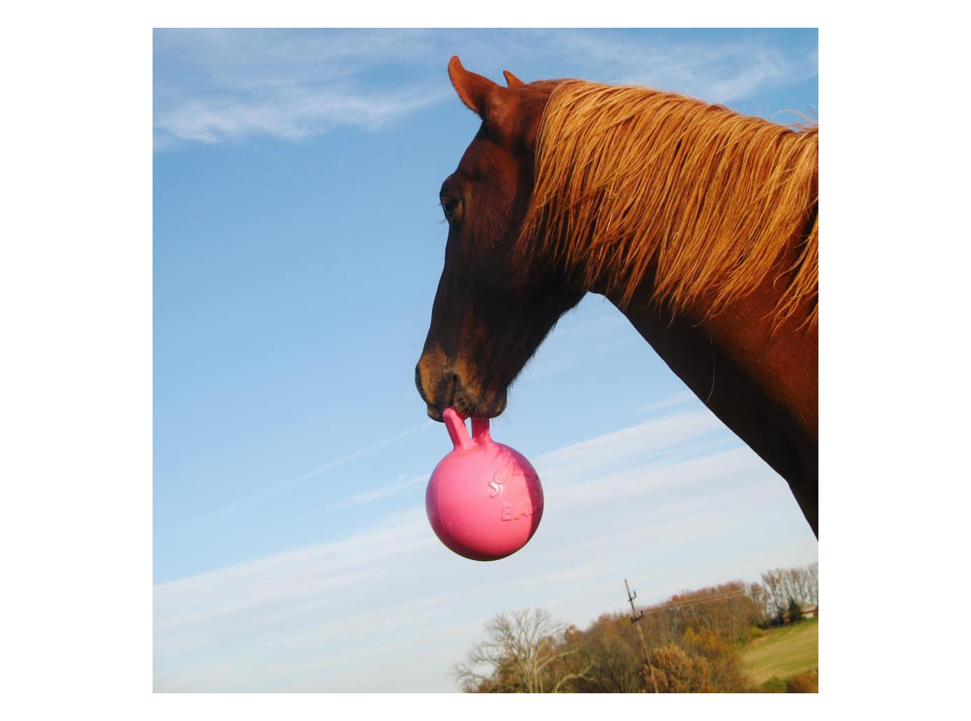 Equine sales jolly ball