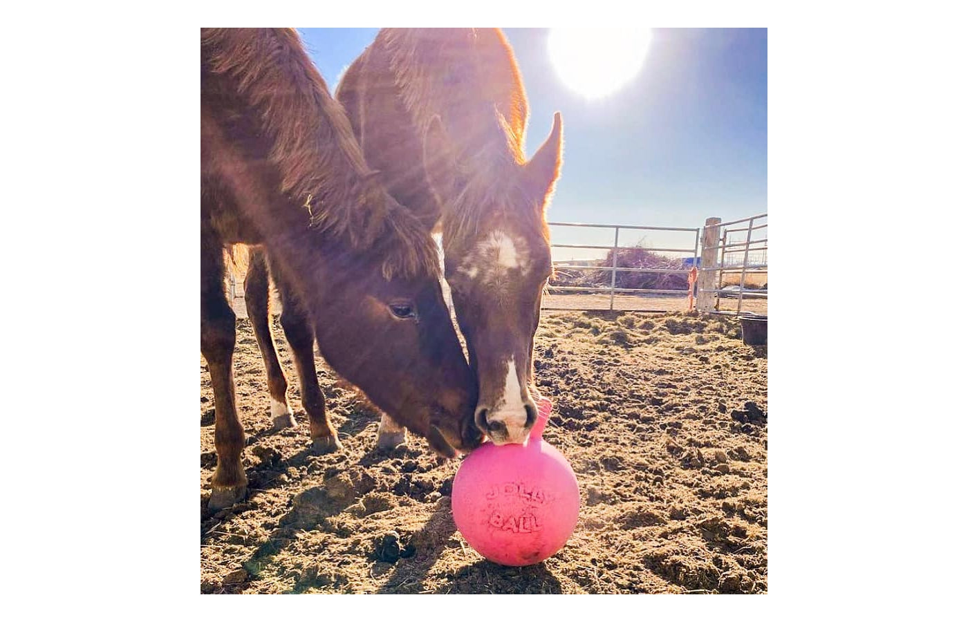 Horse playing with jolly 2024 ball