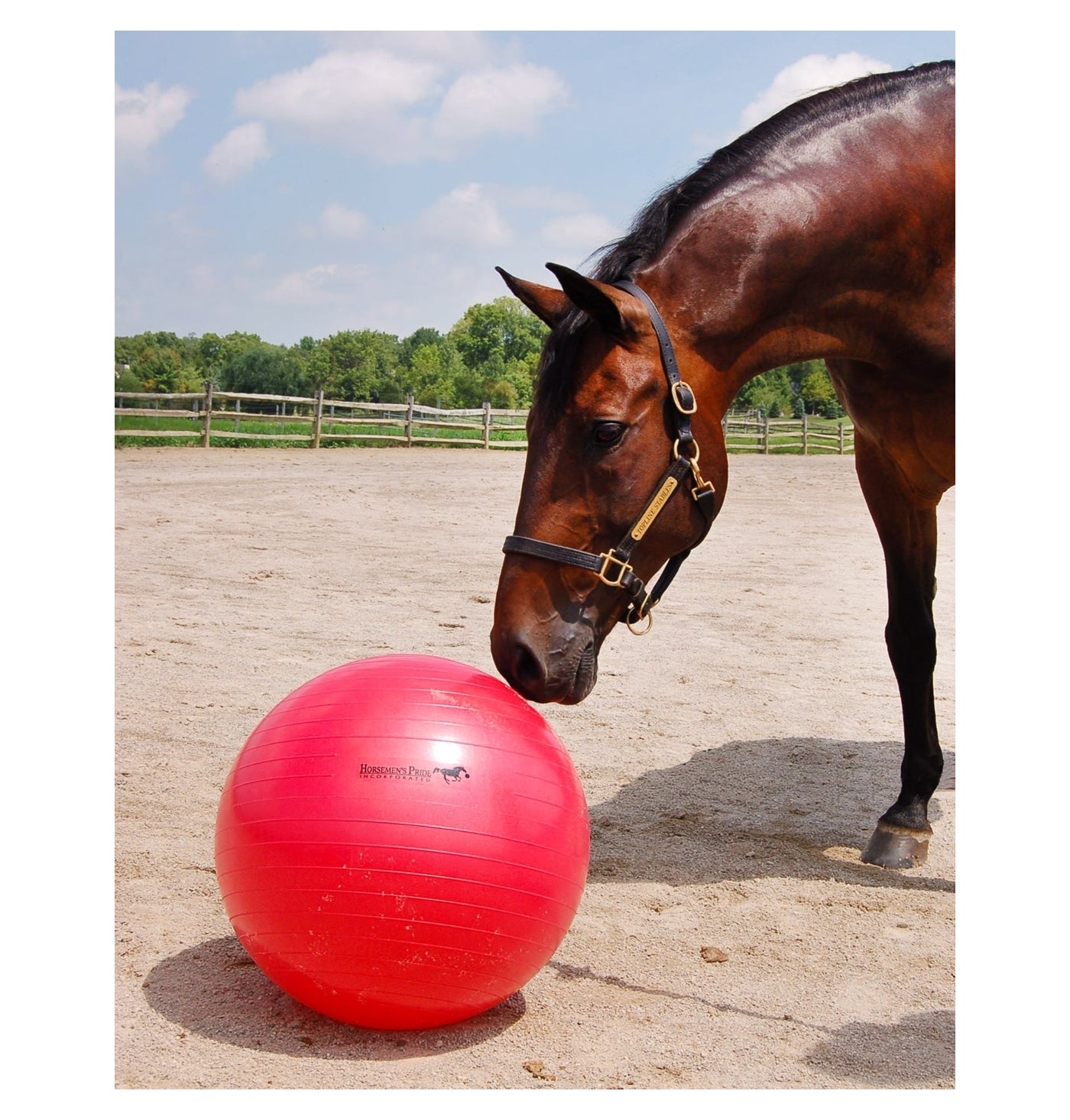Horsemen's Pride - Jolly Mega Ball - 25" (Red) - Buy Online SPR Centre UK
