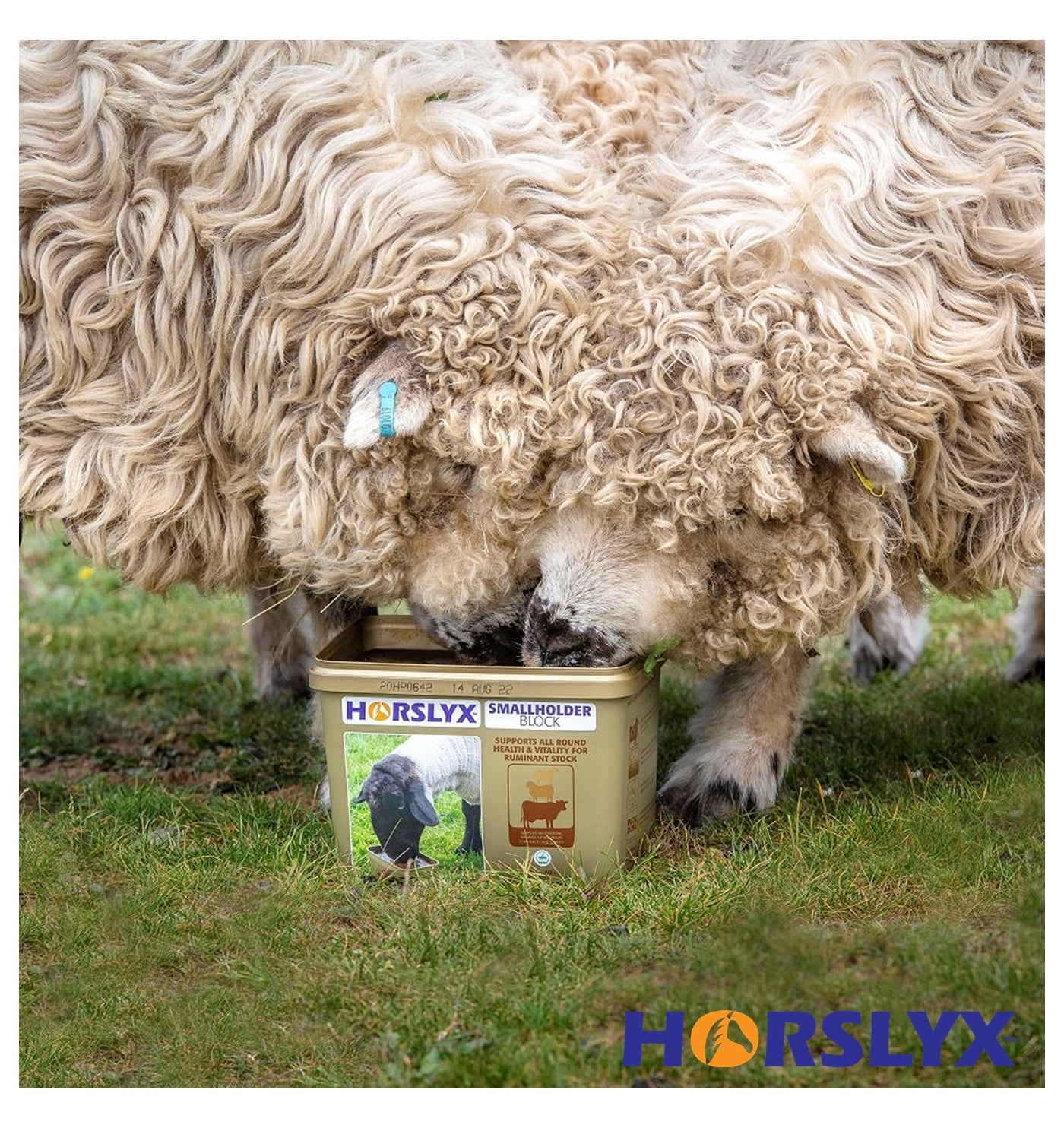 Horslyx - Smallholder Block - Buy Online SPR Centre UK