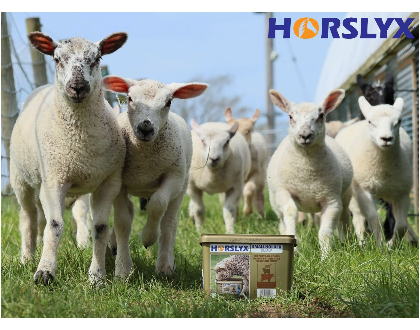 Horslyx - Smallholder Block - Buy Online SPR Centre UK